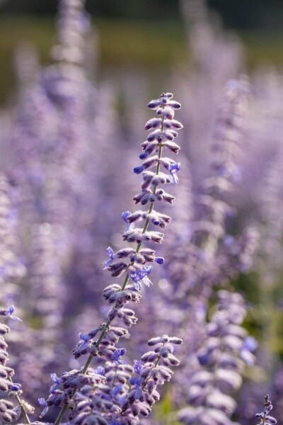 Blauraute Perovskia atriplicifolia 'Lacey Blue' 5-10 Topf P9 Perovskia atriplicifolia 'Lacey Blue'