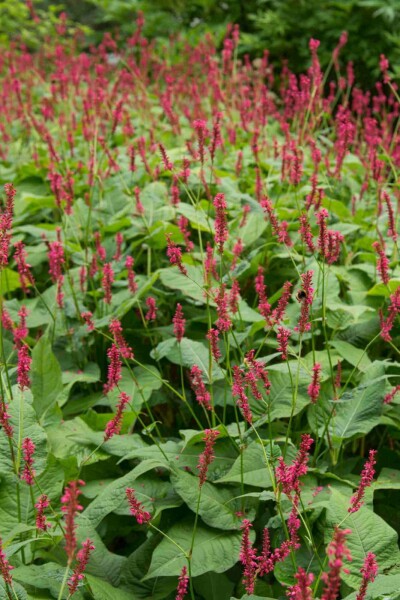 Kerzenknöterich Persicaria amplexicaulis 'Blackfield' 5-10 Topf P9 Persicaria amplexicaulis 'Blackfield'