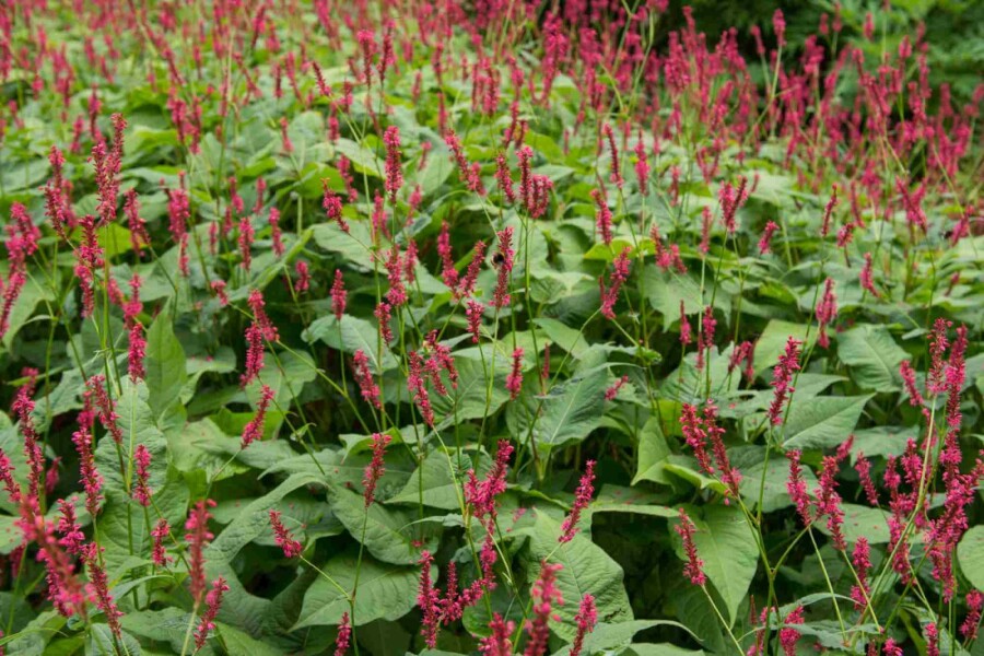 Kerzenknöterich Persicaria amplexicaulis 'Blackfield' 5-10 Topf P9 Persicaria amplexicaulis 'Blackfield'
