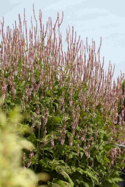 Kerzenknöterich Persicaria amplexicaulis 'Pink Elephant' 5-10 Topf P9 Persicaria amplexicaulis 'Pink Elephant'