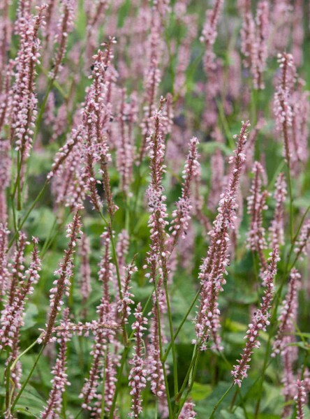 Staudenknöterich Persicaria amplexicaulis 'Rosea' 5-10 Topf P9 Persicaria amplexicaulis 'Rosea'