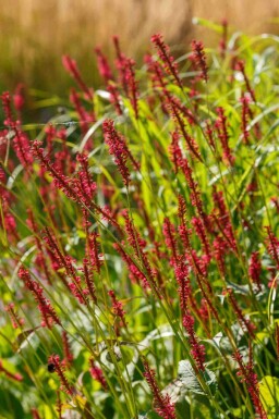 Kerzenknöterich Persicaria amplexicaulis 'Taurus' 5-10 Topf P9 Persicaria amplexicaulis 'Taurus'