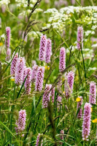 Wiesen-Knöterich Persicaria bistorta 5-10 Topf P9 Persicaria bistorta