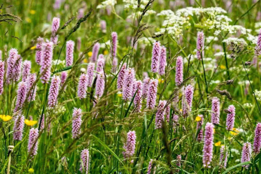 Wiesen-Knöterich Persicaria bistorta 5-10 Topf P9 Persicaria bistorta