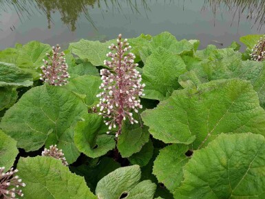Rote pestwurz Petasites hybridus 5-10 Topf P9 Petasites hybridus