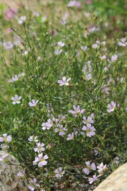 Felsennelke Petrorhagia saxifraga 5-10 Topf P9 Petrorhagia saxifraga