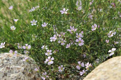 Felsennelke Petrorhagia saxifraga 5-10 Topf P9 Petrorhagia saxifraga