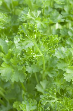 Petersilie Petroselinum crispum 5-10 Topf P9 Petroselinum crispum