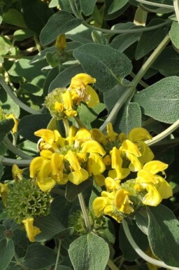 Strauchiges Brandkraut Phlomis fruticosa 5-10 Topf P9 Phlomis fruticosa