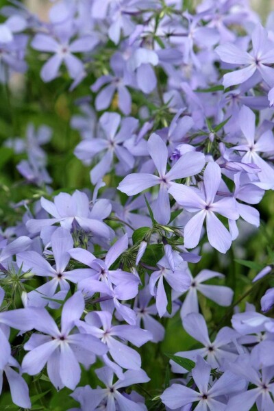 Wald-Flammenblume Phlox divaricata 'Clouds of Perfume' 5-10 Topf P9 Phlox divaricata 'Clouds of Perfume'