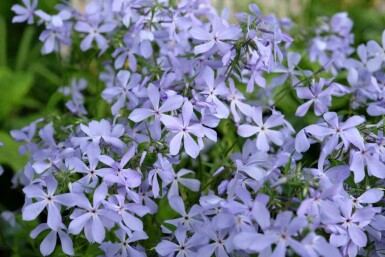 Wald-Flammenblume Phlox divaricata 'Clouds of Perfume' 5-10 Topf P9 Phlox divaricata 'Clouds of Perfume'