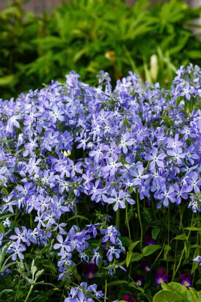 Blauer phlox Phlox divaricata 5-10 Topf P9 Phlox divaricata