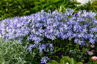 Blauer phlox Phlox divaricata 5-10 Topf P9 Phlox divaricata