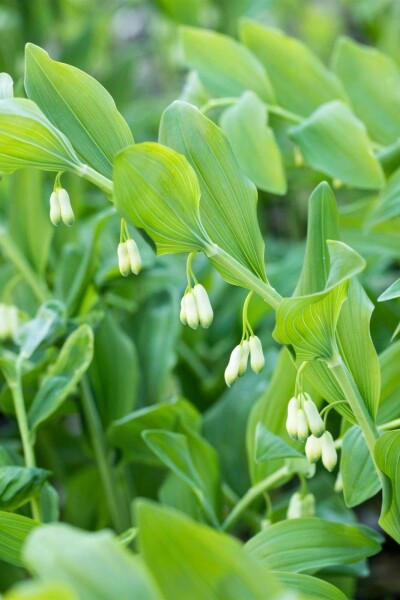 Salomonssiegel Polygonatum multiflorum 5-10 Topf P9 Polygonatum multiflorum