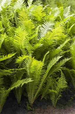 Dorniger schildfarn Polystichum aculeatum 5-10 Topf P9 Polystichum aculeatum
