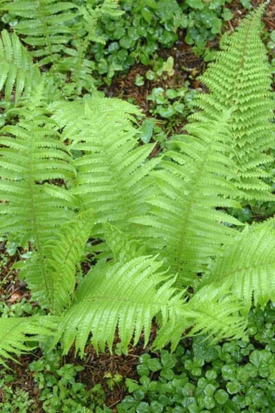 Schildfarn Polystichum setiferum 'Proliferum' 5-10 Topf P9 Polystichum setiferum 'Proliferum'