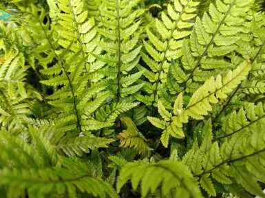 Japanischer schildfarn Polystichum tsussimense 5-10 Topf P9 Polystichum tsussimense