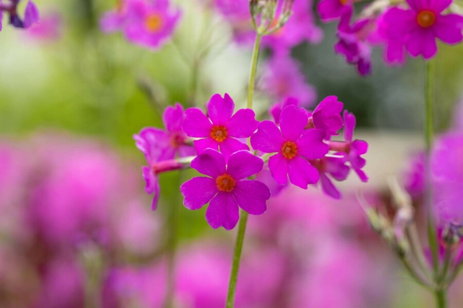 Chinesische primel Primula beesiana 5-10 Topf P9 Primula beesiana