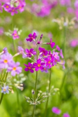 Chinesische primel Primula beesiana 5-10 Topf P9 Primula beesiana