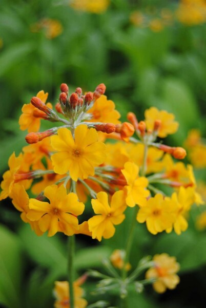 Primula bulleyana