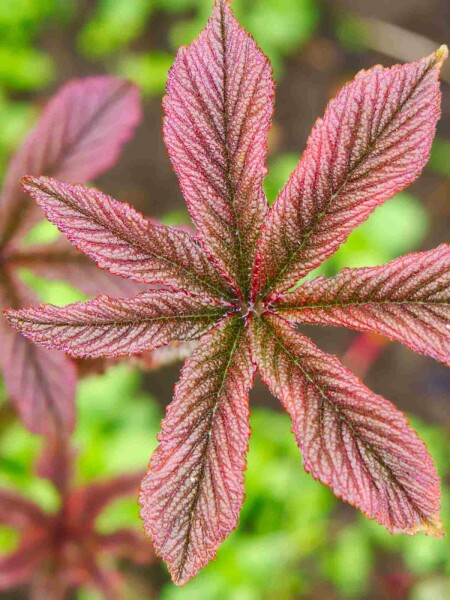 Schaublatt Rodgersia pinnata 'Chocolate Wings' 5-10 Topf P9 Rodgersia pinnata 'Chocolate Wings'