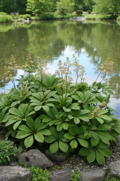 Rodgersia pinnata