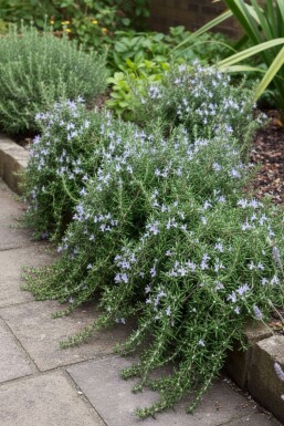 Rosmarin Rosmarinus officinalis 'Capri' 5-10 Topf P9 Rosmarinus officinalis 'Capri'