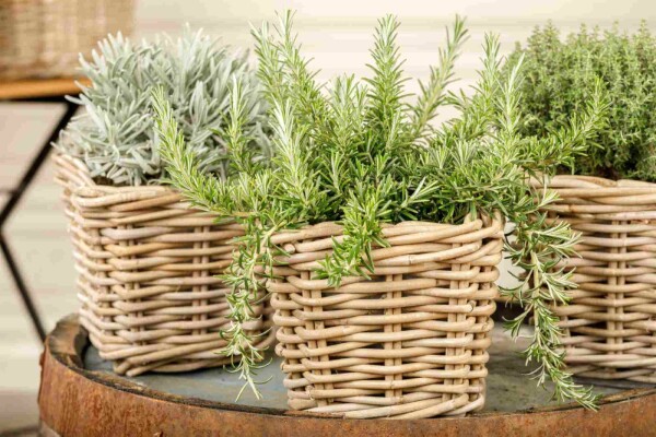 Rosmarin Rosmarinus officinalis 'Prostratus' 5-10 Topf P9 Rosmarinus officinalis 'Prostratus'