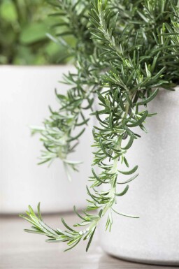 Rosmarin Rosmarinus officinalis 'Prostratus' 5-10 Topf P9 Rosmarinus officinalis 'Prostratus'