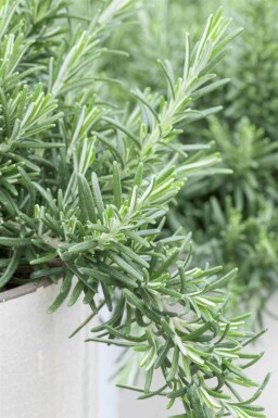 Rosmarin Rosmarinus officinalis 'Prostratus' 5-10 Topf P9 Rosmarinus officinalis 'Prostratus'