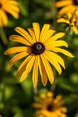 Sonnenhut Rudbeckia fulgida var deamii 5-10 Topf P9 Rudbeckia fulgida var deamii