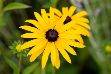 Sonnenhut Rudbeckia fulgida var deamii 5-10 Topf P9 Rudbeckia fulgida var deamii