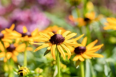 Sonnenhut Rudbeckia fulgida 'Little Goldstar' 5-10 Topf P9 Rudbeckia fulgida 'Little Goldstar'