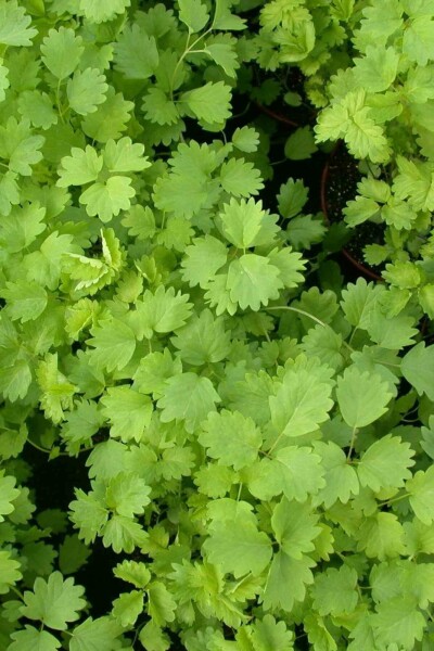 Pimpinelle Sanguisorba minor 5-10 Topf P9 Sanguisorba minor
