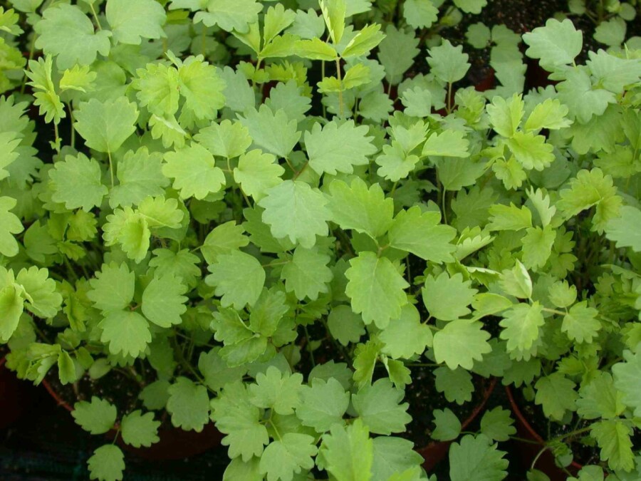 Pimpinelle Sanguisorba minor 5-10 Topf P9 Sanguisorba minor