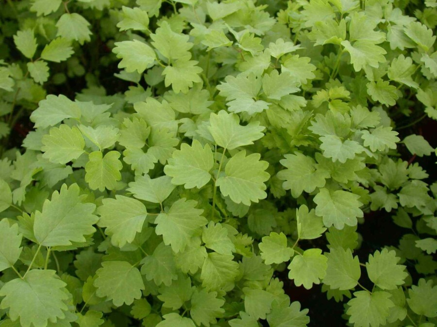 Pimpinelle Sanguisorba minor 5-10 Topf P9 Sanguisorba minor