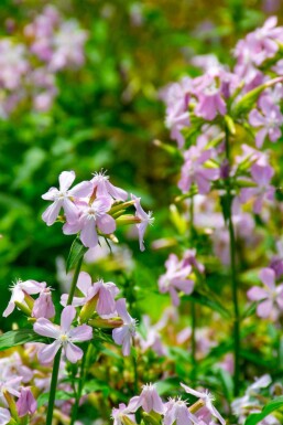 Seifenkraut Saponaria officinalis 5-10 Topf P9 Saponaria officinalis