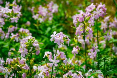 Seifenkraut Saponaria officinalis 5-10 Topf P9 Saponaria officinalis
