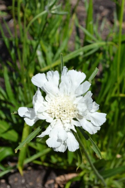Weißer skabiose Scabiosa caucasica 'Alba' 5-10 Topf P9 Scabiosa caucasica 'Alba'