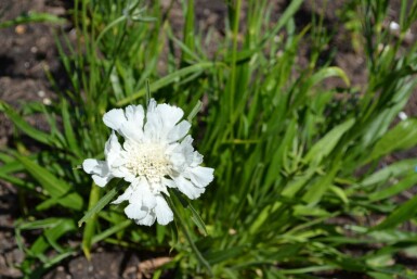 Weißer skabiose Scabiosa caucasica 'Alba' 5-10 Topf P9 Scabiosa caucasica 'Alba'