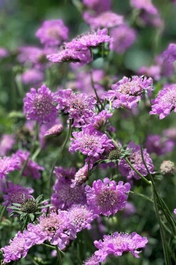 Kleine skabiose Scabiosa columbaria 'Pink Mist' 5-10 Topf P9 Scabiosa columbaria 'Pink Mist'