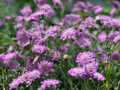 Kleine skabiose Scabiosa columbaria 'Pink Mist' 5-10 Topf P9 Scabiosa columbaria 'Pink Mist'