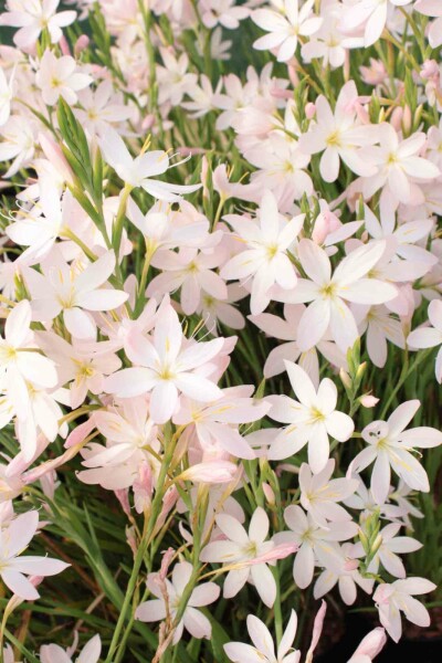 Schönhäutchen Schizostylis coccinea 'Alba' 5-10 Topf P9 Schizostylis coccinea 'Alba'