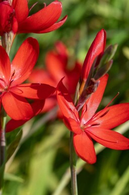 Blutblume Schizostylis coccinea 'Major' 5-10 Topf P9 Schizostylis coccinea 'Major'