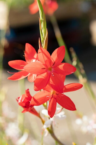 medinilla magnifica dnger Medinilla magnifica