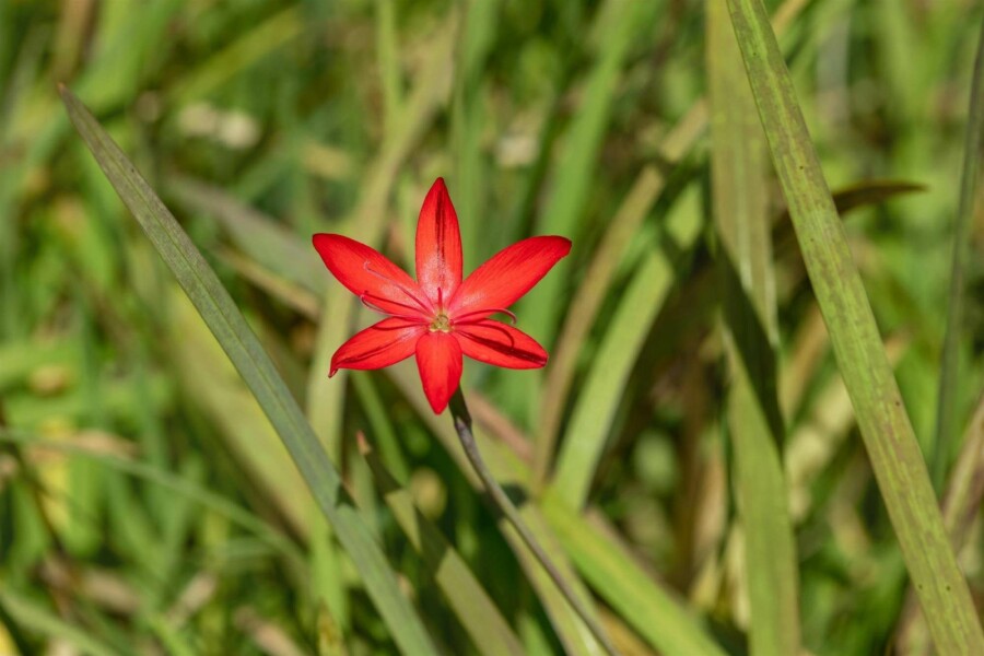 Blutblume Schizostylis coccinea 'Major' 5-10 Topf P9 Schizostylis coccinea 'Major'