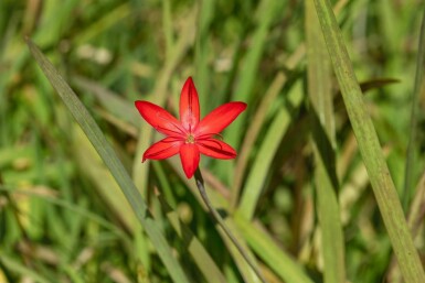 Blutblume Schizostylis coccinea 'Major' 5-10 Topf P9 Schizostylis coccinea 'Major'