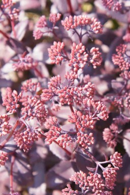 Fette henne Sedum telephium 'Karfunkelstein' 5-10 Topf P9 Sedum telephium 'Karfunkelstein'