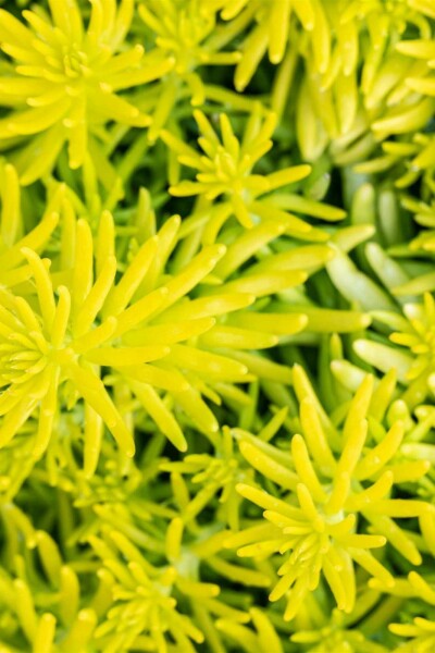 Steinbrech Sedum reflexum 'Angelina' 5-10 Topf P9 Sedum reflexum 'Angelina'