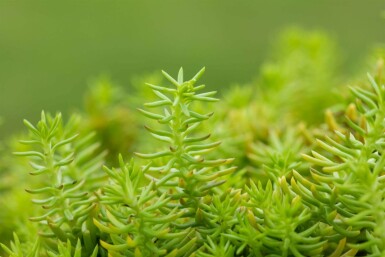 Steinbrech Sedum reflexum 'Angelina' 5-10 Topf P9 Sedum reflexum 'Angelina'